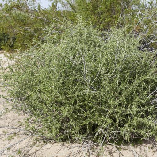 Lycium californicum other