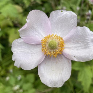 Eriocapitella tomentosa