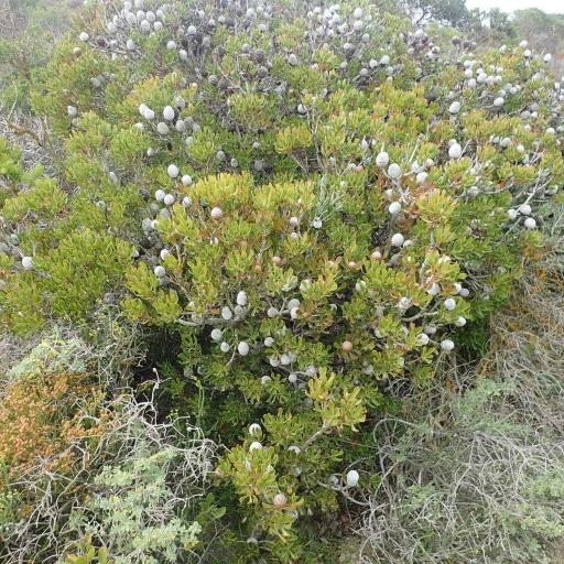 Leucadendron muirii — search result for 'Leucadendron'