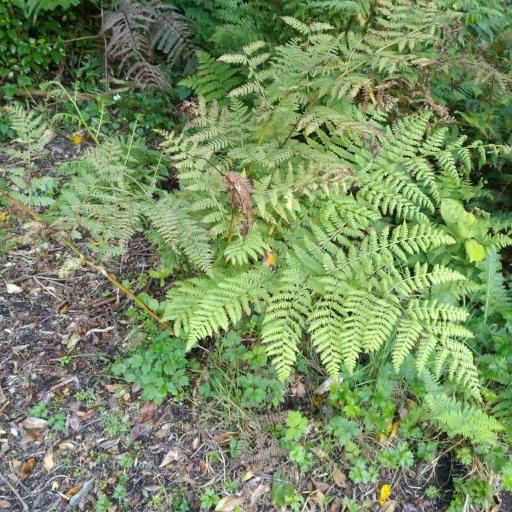 Diplazium australe — related species from the same genus