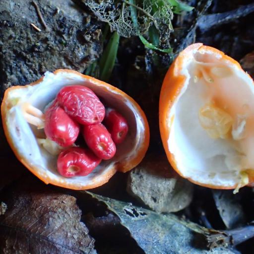 Passiflora tetrandra — houseplant care guide