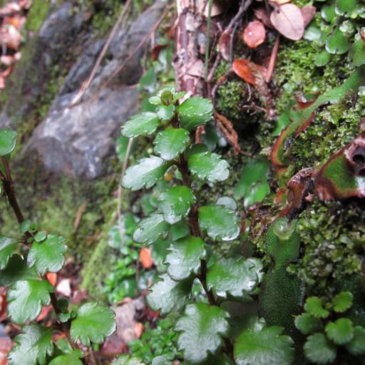 Veronica lyallii other