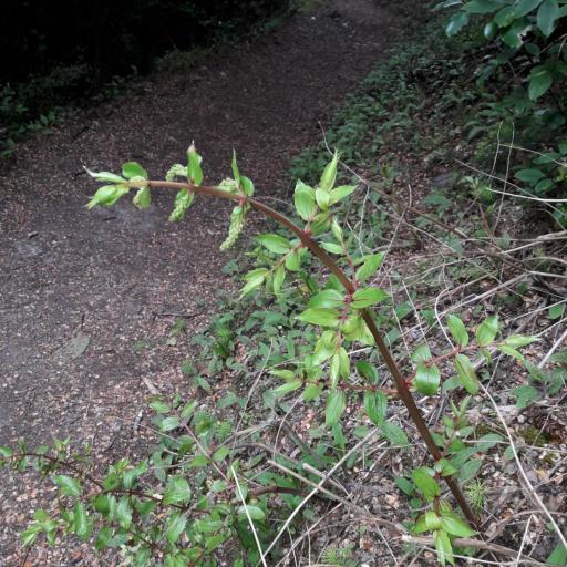 Coriaria sarmentosa other