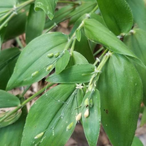 Dichanthelium boscii