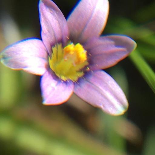 Romulea minutiflora other