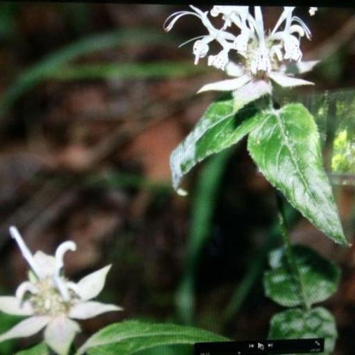 Monarda clinopodioides other