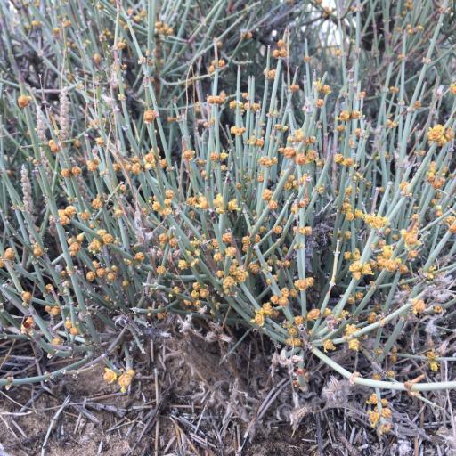 Ephedra torreyana — houseplant care guide
