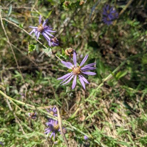 Symphyotrichum pratense other