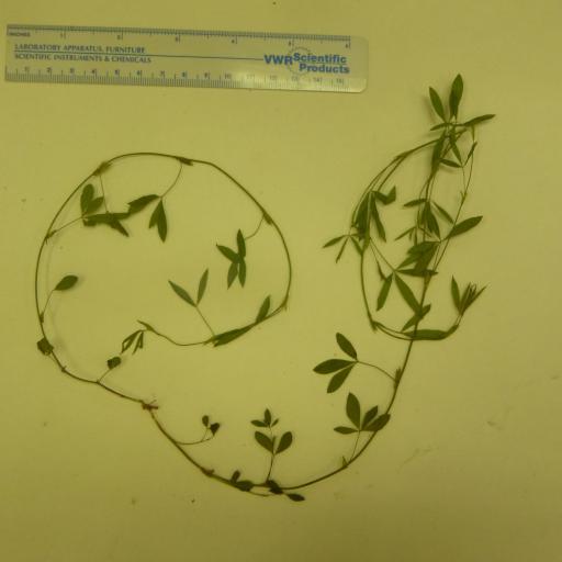 Zornia bracteata other