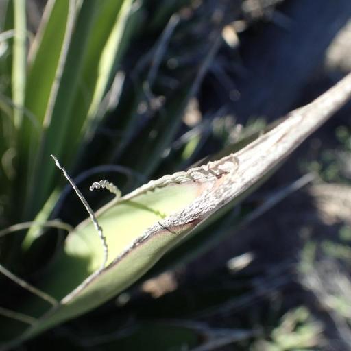Yucca valida — search result for 'Yucca'