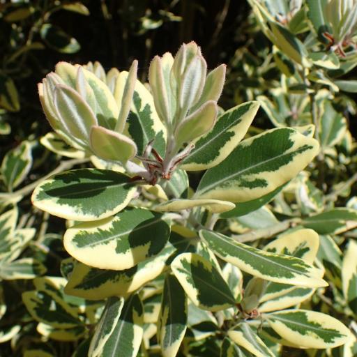 Metrosideros kermadecensis other