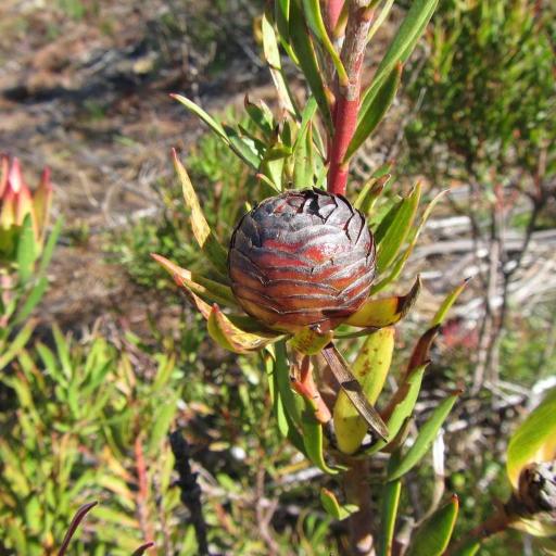 Leucadendron spissifolium other