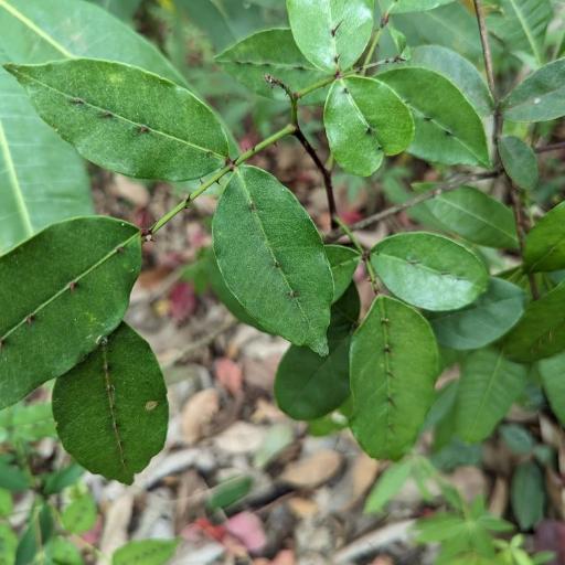 Zanthoxylum nitidum other