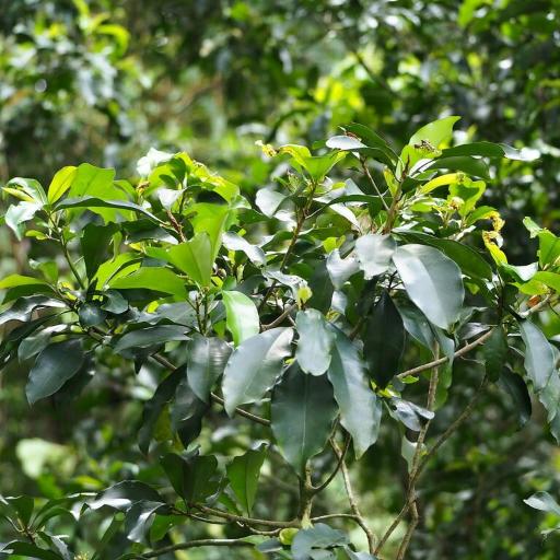 Ardisia sieboldii other