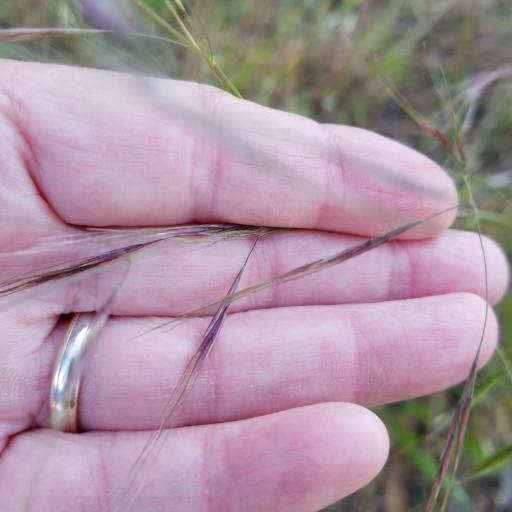Nassella lepida other