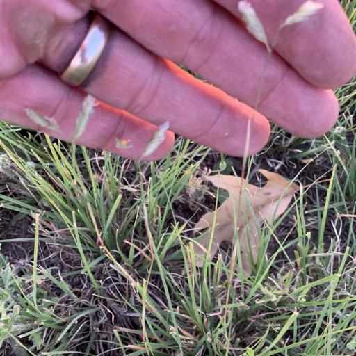 Bouteloua dactyloides other