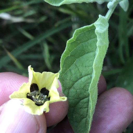 Physalis cinerascens — search result for 'Physalis'