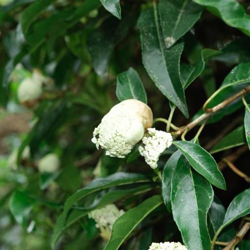 Hydrangea integrifolia — search result for 'Hydrangeaceae'