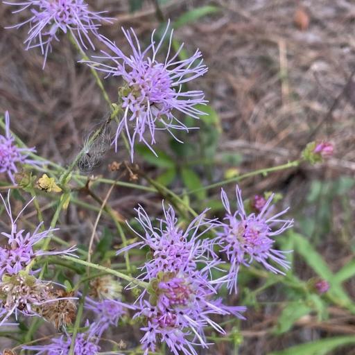 Carphephorus bellidifolius other