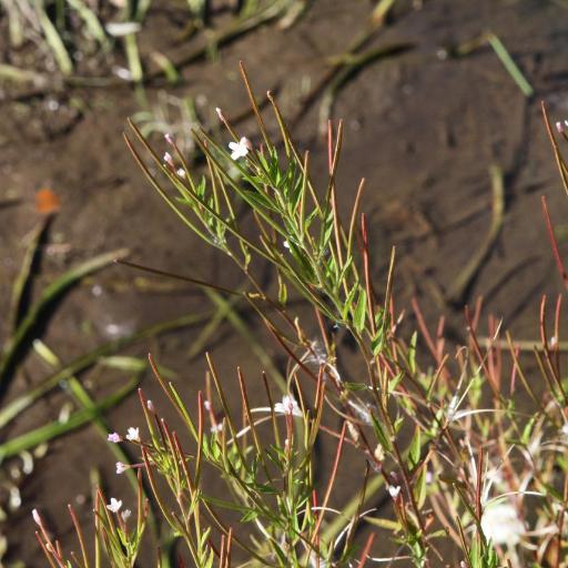 Epilobium pseudorubescens other
