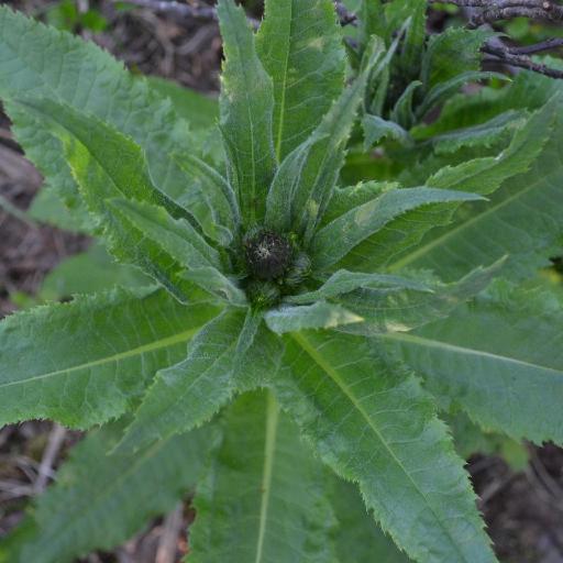 Cirsium helenioides other