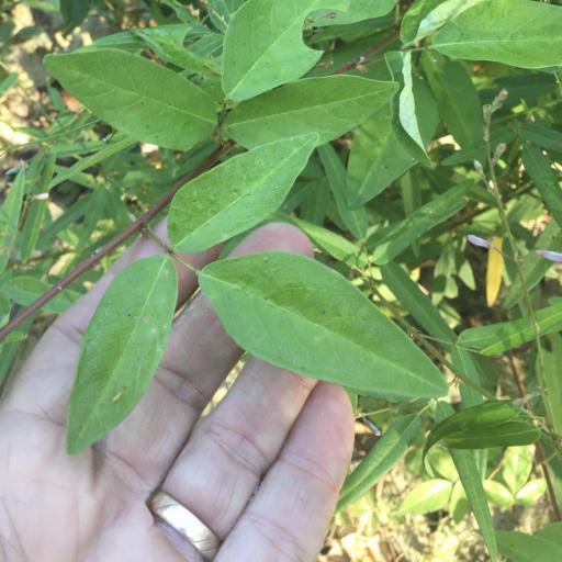 Desmodium viridiflorum other