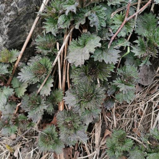 Urtica platyphylla other