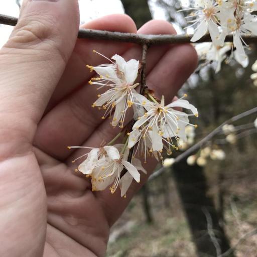 Prunus munsoniana other
