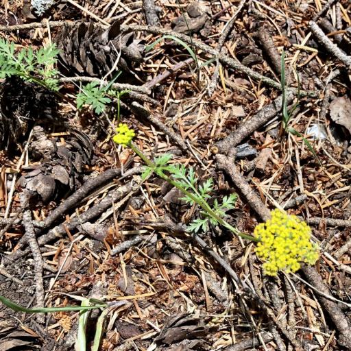 Cymopterus lemmonii other