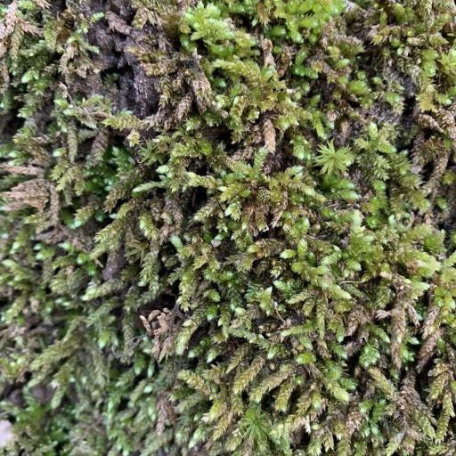 Bryoandersonia illecebra other