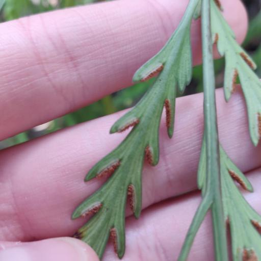 Asplenium flaccidum other