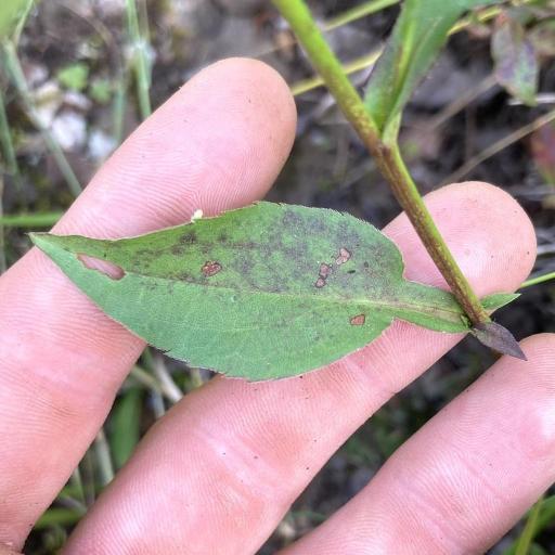 Symphyotrichum ciliolatum