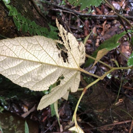 Rubus reflexus — houseplant care guide