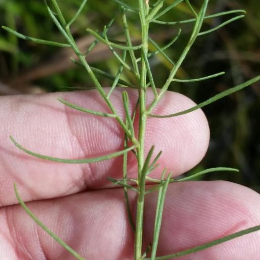 Euthamia caroliniana other