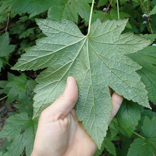 Ribes bracteosum — search result for 'Ribes'