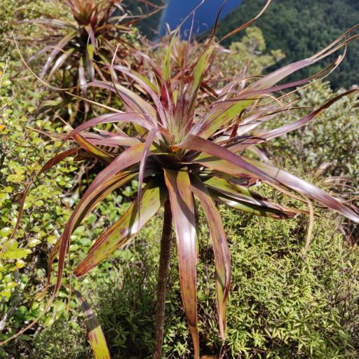Dracophyllum traversii other