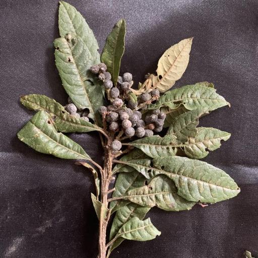 Myrica pubescens other