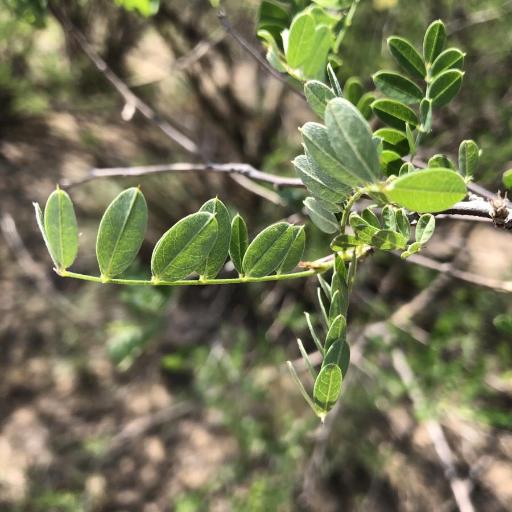 Coursetia glandulosa — related species from the same genus