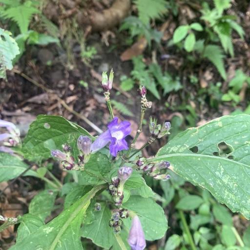Strobilanthes formosana other