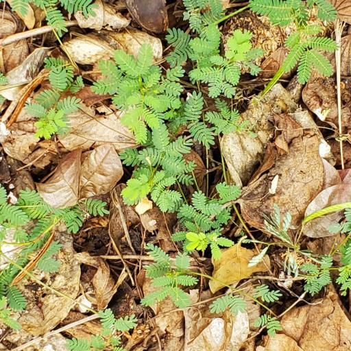 Mimosa latidens — search result for 'Mimosa'