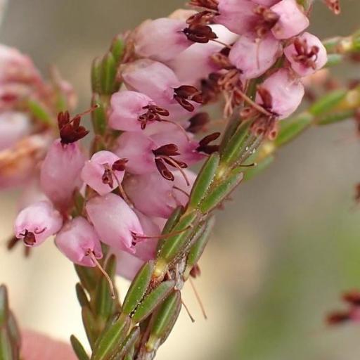 Erica rosacea other