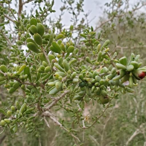 Lycium brevipes other