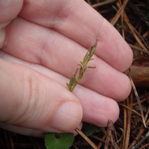 Acianthus sinclairii other