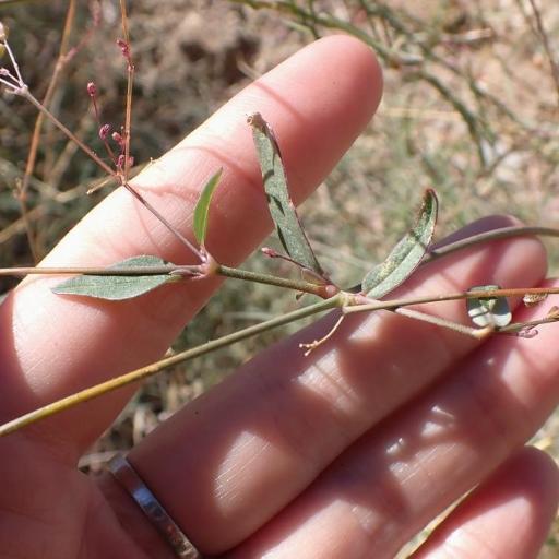 Boerhavia triquetra other