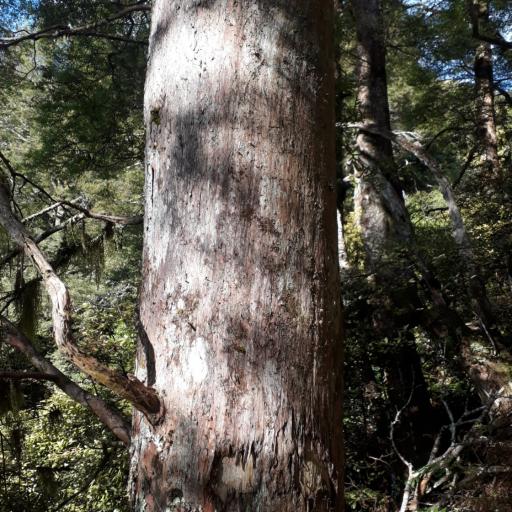 Podocarpus laetus — search result for 'Podocarpus'