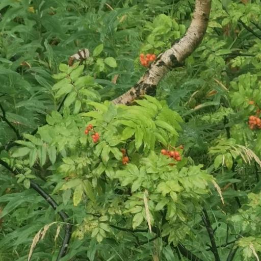 Sorbus sambucifolia other