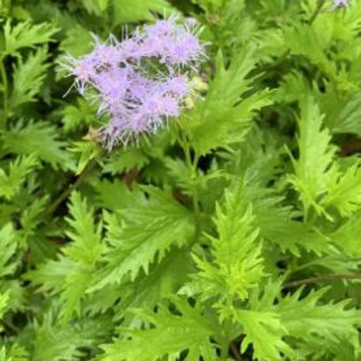 Conoclinium dissectum other