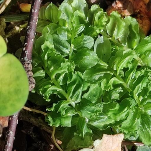 Plagiomnium affine — houseplant care guide