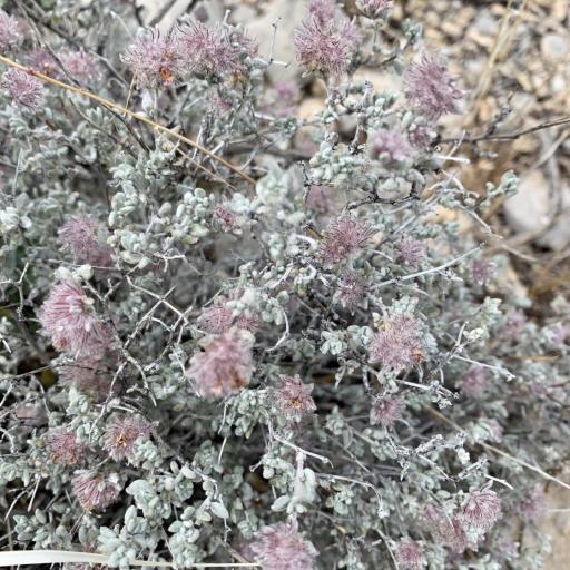 Tiquilia greggii other