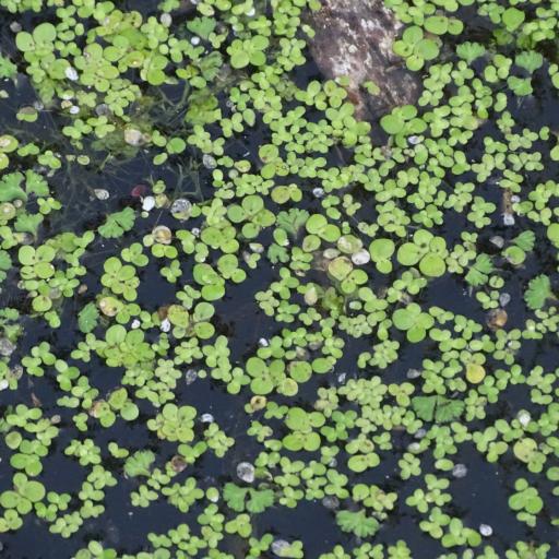 Ricciocarpos natans — houseplant care guide